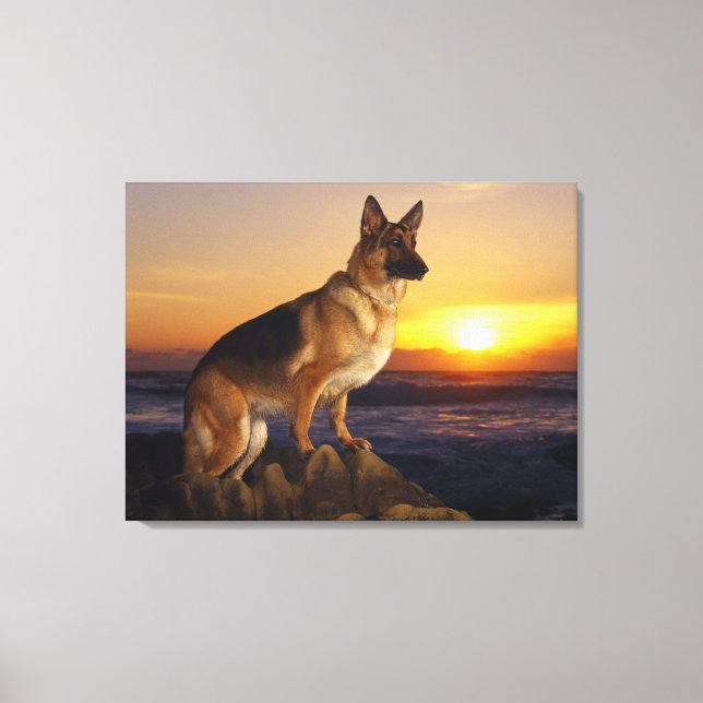 Toile berger allemand (Recto)