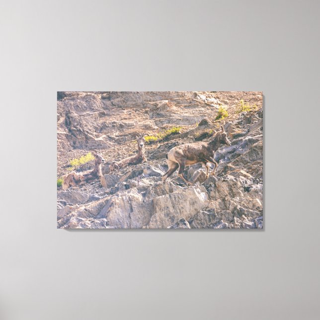 Toile Bighorn Sheep (Recto)