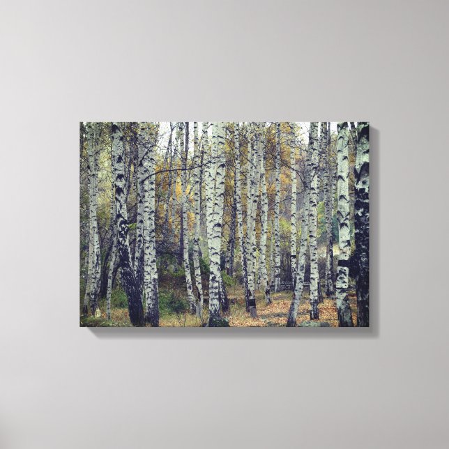 Toile Birch Forrest Autumn Photo Single (Recto)