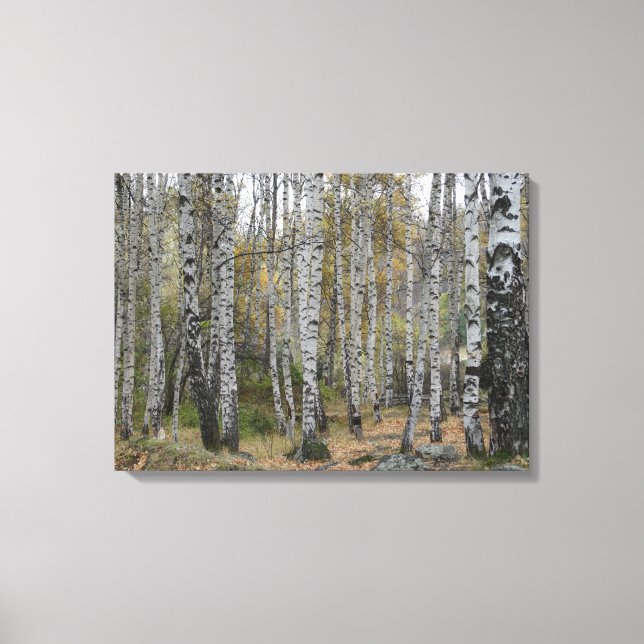 Toile Birch Forrest Autumn Photo Single (Recto)