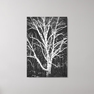 Toile Biset Blanc En Hiver Photo Noir Et Blanc