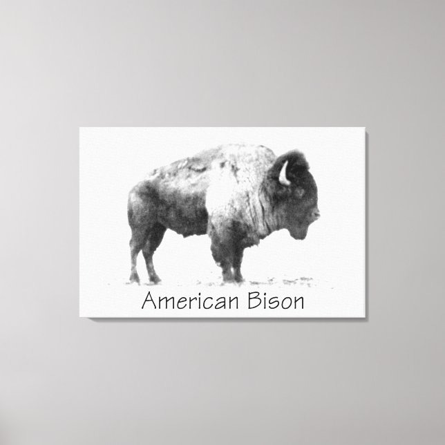 Toile Bison américain (Recto)