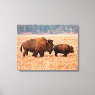 Toile Bison Américain (Bison Bison) Vache Et Veau