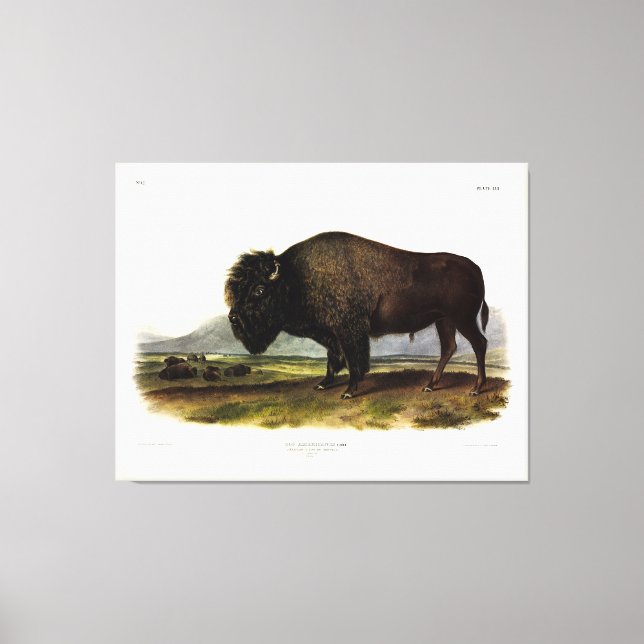 Toile Bison américain, ou bison (bison) - Audubon (Recto)