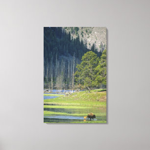 Toile Bison avec son veau au Parc national de Yellowston