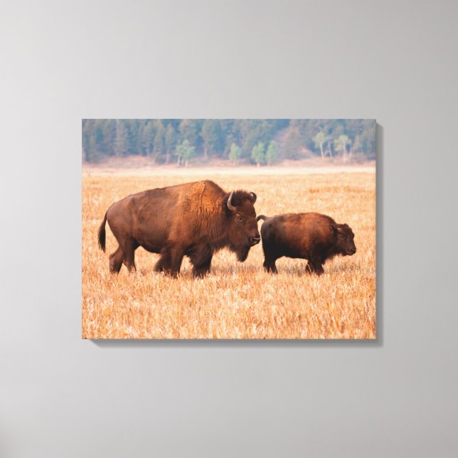 Toile Bison d'Amérique (Bison bison) Vache et Veau (Recto)