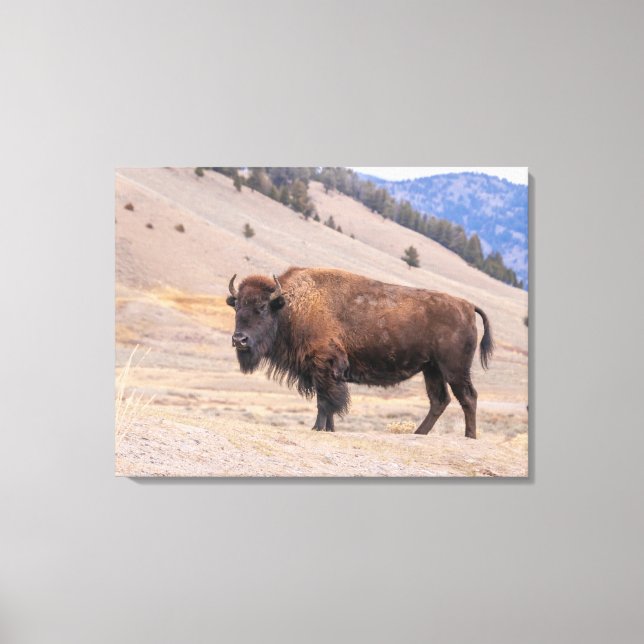 Toile Bison d'Amérique faune sauvage (Recto)