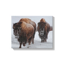 Bison de Yellowstone