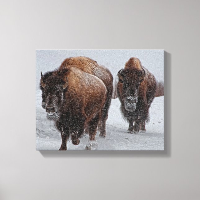 Toile Bison de Yellowstone (Recto)