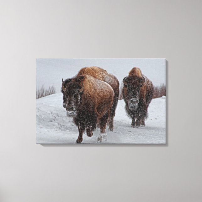 Toile Bison de Yellowstone (Recto)