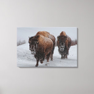 Toile Bison de Yellowstone
