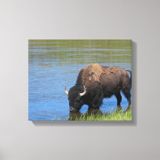 Toile Bison de Yellowstone qui boit dans le lac (Recto)