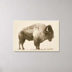 Toile Bison des plaines