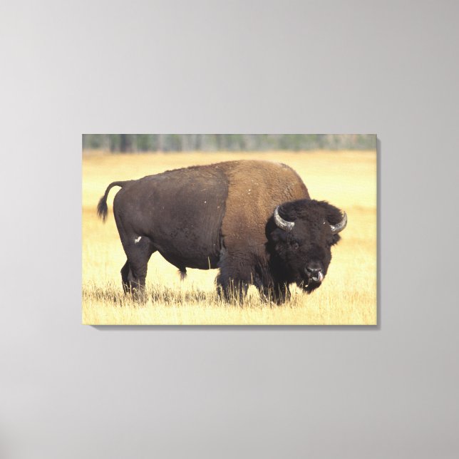 Toile Bison mâle dans le parc national de Yellowstone (Recto)