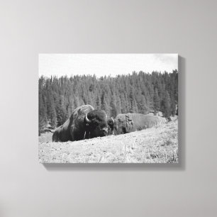 Toile Bison noir et blanc avec son maté 11x14