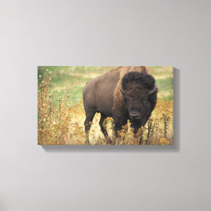Toile Bison photo