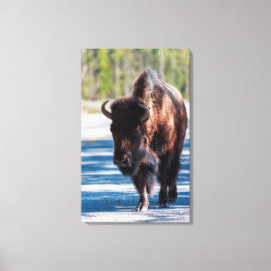 Toile Bison sur la route dans le parc national Yellowsto