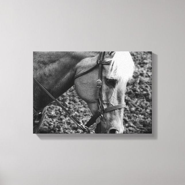 Toile Black and White Western Palomino Horse Canvas Prin (Recto)