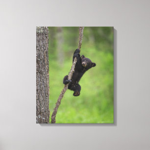 Toile Black Bear Cub jouant sur le membre de l'arbre