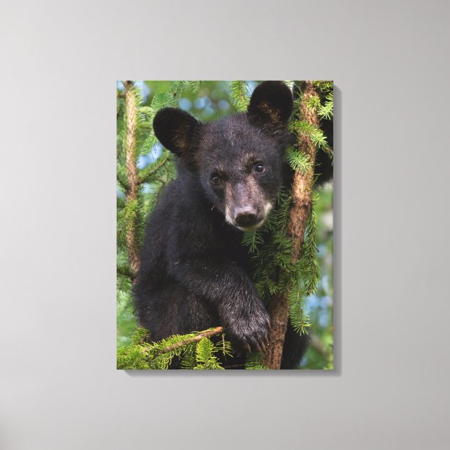 Toile Black Bear Cub Jouer dans les arbres (Recto)