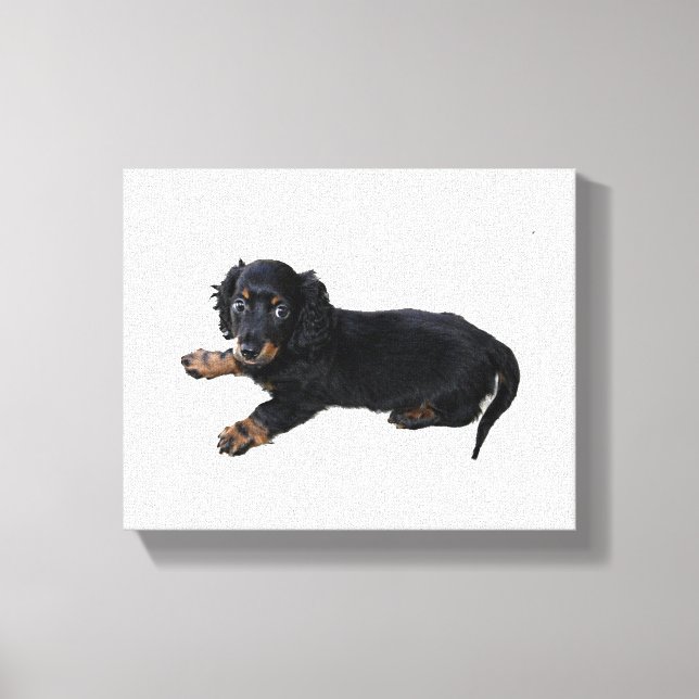 Toile Black Dachshund Cocker Spaniel Puppy Photographie (Recto)