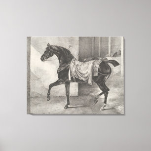 Toile "Black Horse Tethered" de Théodore Gericault
