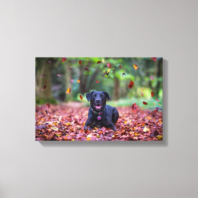 Toile Black Labrador Dans Les Feuilles Automnes (Recto)