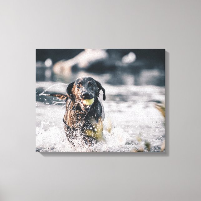 Toile Black Labrador Joue La Récupération Dans L'Eau (Recto)