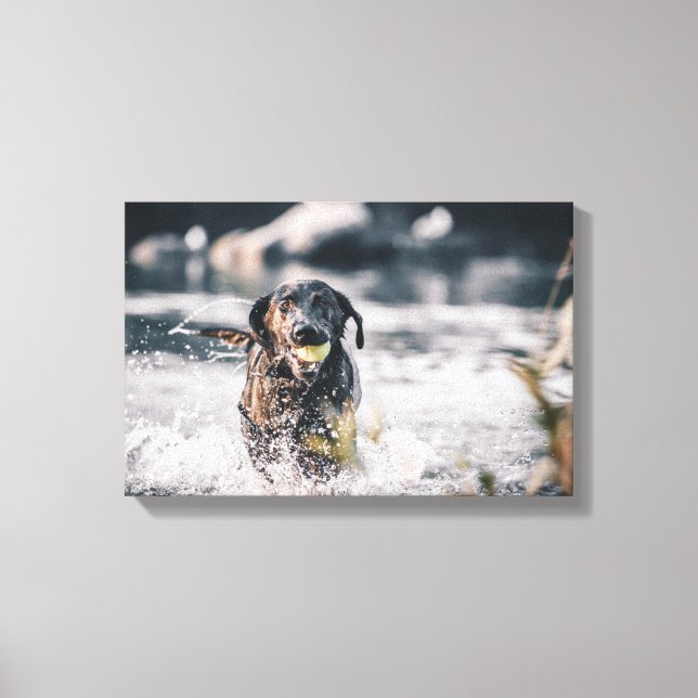 Toile Black Labrador Joue La Récupération Dans L'Eau (Recto)