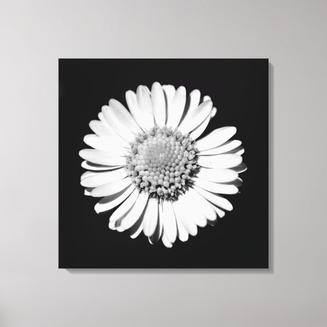 Toile Black White Daisy Floral Art Photographie botaniqu (Recto)