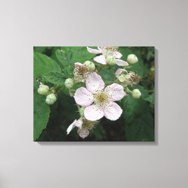 Toile Blackberry Flowers Imprimer (Recto)