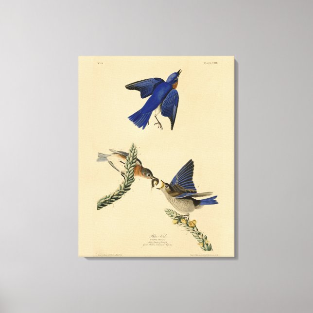 Toile Bleu rouge de l'est des oiseaux d'Amérique d'Audub (Recto)