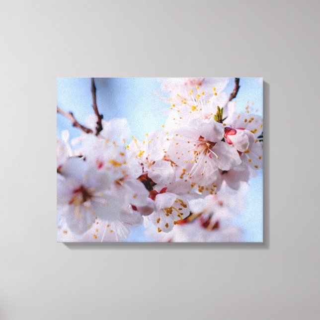 Toile Blossom des abricots japonais (Recto)