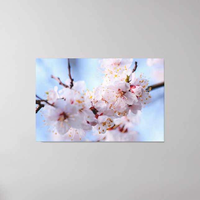 Toile Blossom des abricots japonais (Recto)