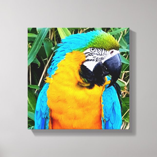 Toile Blue and Yellow Macaw Parrot (Recto)
