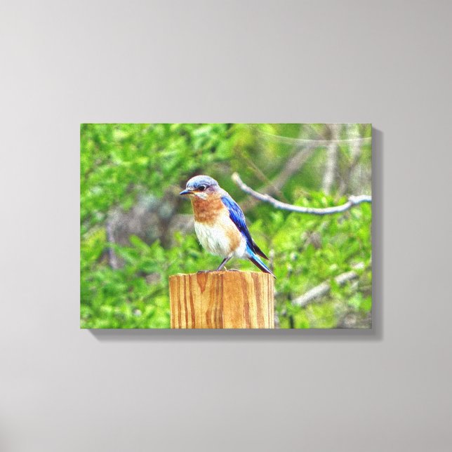 Toile Bluebird sur un poteau de clôture (Recto)