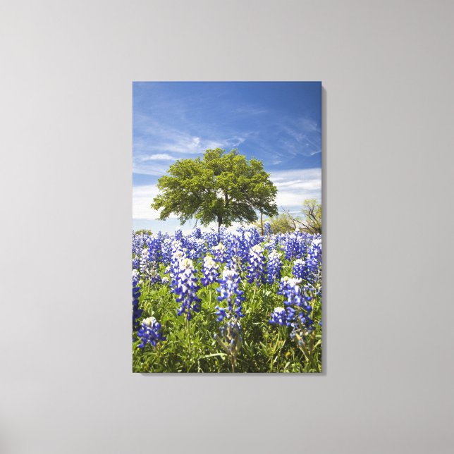Toile Bluebonnets du Texas (lupinus texensis) et chêne (Recto)