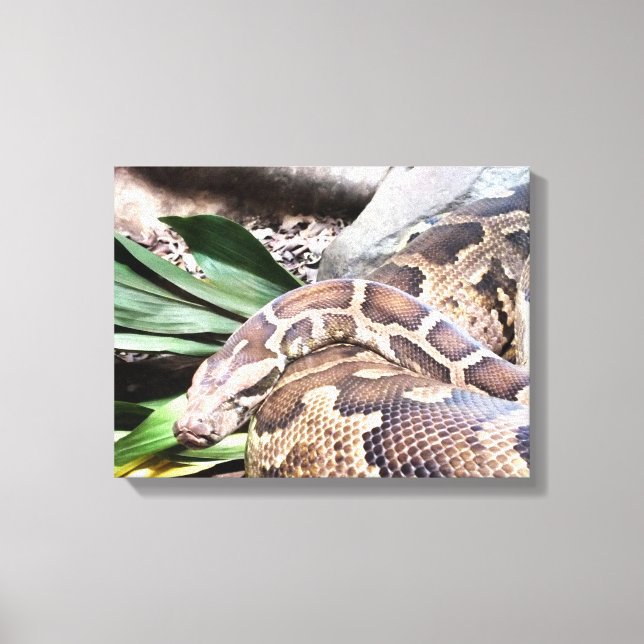 Toile Boa constrictor reptile (Recto)
