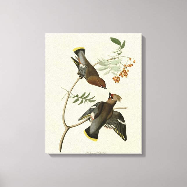 Toile Bohème Chatterer (cire) Audubon Birds Amérique (Recto)