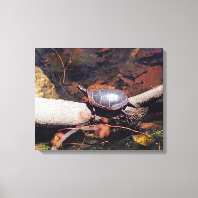 Toile Bonne tortue (Recto)