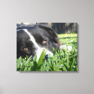 Toile Border collie