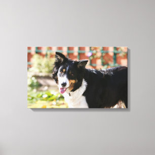 Toile Border collie haletant 1