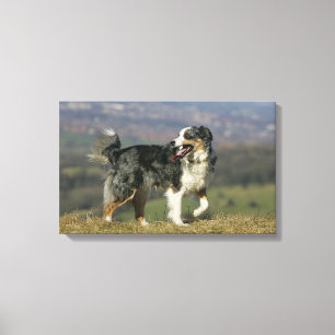 Toile Border collie haletant 2