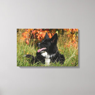 Toile Border collie haletant la fixation