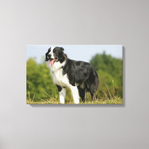 Toile Border collie haletant la position