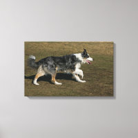Bordure Collie Exécution 1