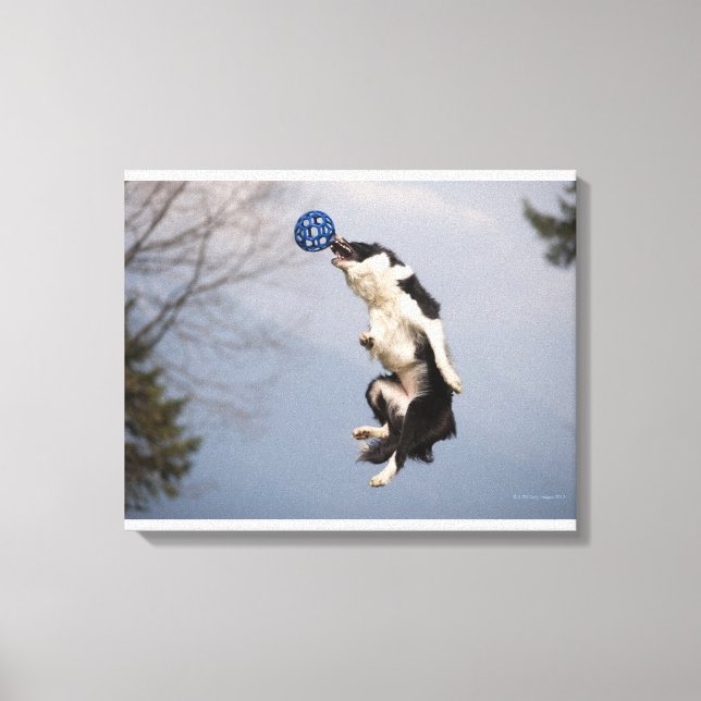 Toile Bordure Collie juste avant d'attraper la balle hau (Recto)