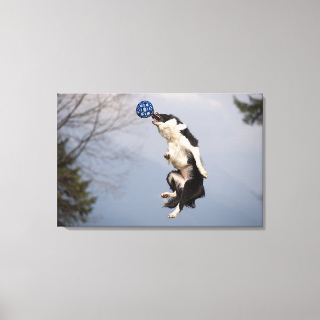 Toile Bordure Collie juste avant d'attraper la balle hau (Recto)