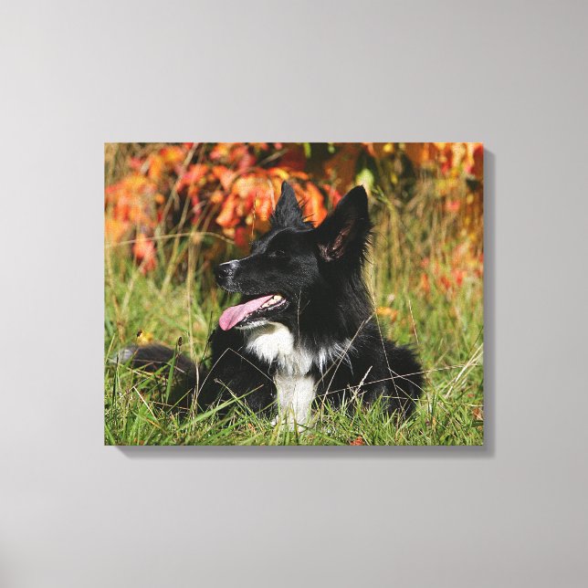 Toile Bordure Collie Panne S'Étalant (Recto)