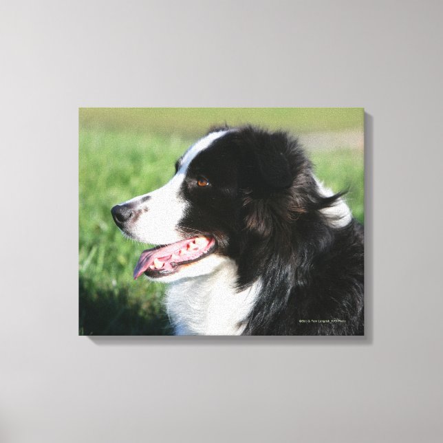 Toile Bordure Collie Puppy S'Éclatant (Recto)